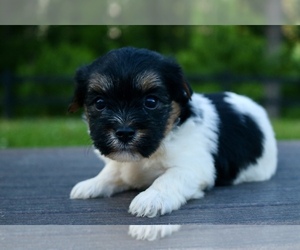 Poovanese Puppy for sale in KNOB NOSTER, MO, USA