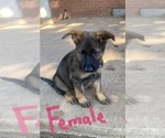 Small Photo #3 German Shepherd Dog Puppy For Sale in MIDWEST CITY, OK, USA
