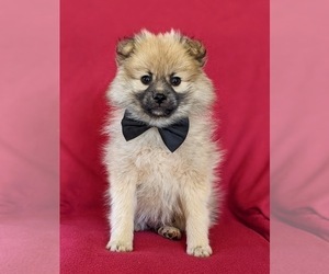 Pomeranian Puppy for sale in CHRISTIANA, PA, USA