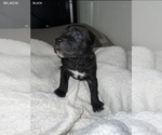 Small Photo #12 Cane Corso Puppy For Sale in TRACY, CA, USA