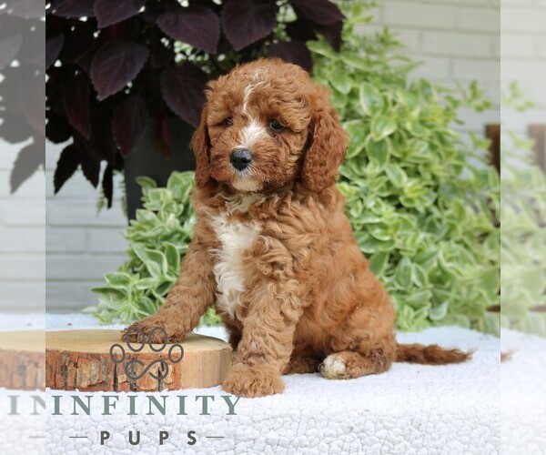 Medium Photo #4 Cavapoo (Miniature) Puppy For Sale in LEOLA, PA, USA