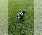 Small #19 Basset Hound