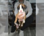 Small Photo #8 Boxer Puppy For Sale in GALLOWAY, NJ, USA