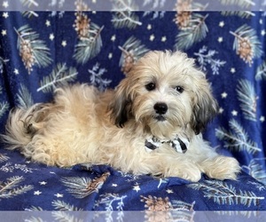 Zuchon Puppy for sale in LAKELAND, FL, USA