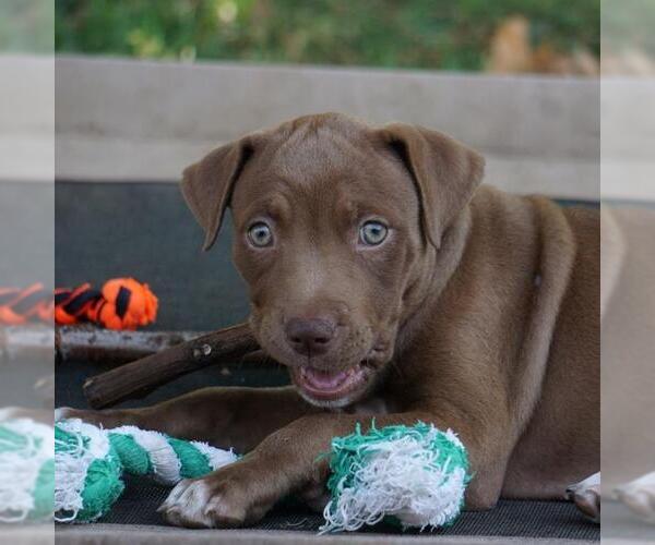 Medium Photo #3 Labrador Retriever-Unknown Mix Puppy For Sale in San Diego, CA, USA