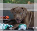 Small #2 Labrador Retriever Mix