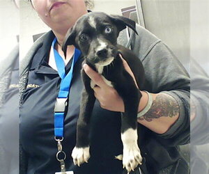 Labrador Retriever-Unknown Mix Dogs for adoption in Fayetteville, NC, USA