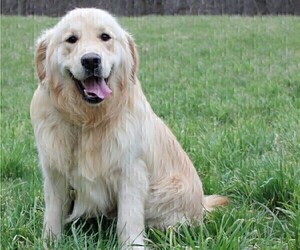 Father of the Golden Retriever puppies born on 04/17/2023
