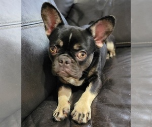 French Bulldog Puppy for sale in ATLANTA, GA, USA