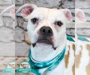 Boxer-Unknown Mix Dogs for adoption in Kennesaw, GA, USA