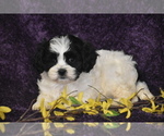 Small #2 Cavachon