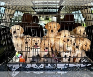 Golden Retriever Puppy for Sale in VERONA, Kentucky USA