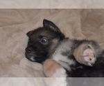 Small Photo #6 Alaskan Malamute-German Shepherd Dog Mix Puppy For Sale in WHITE CITY, OR, USA