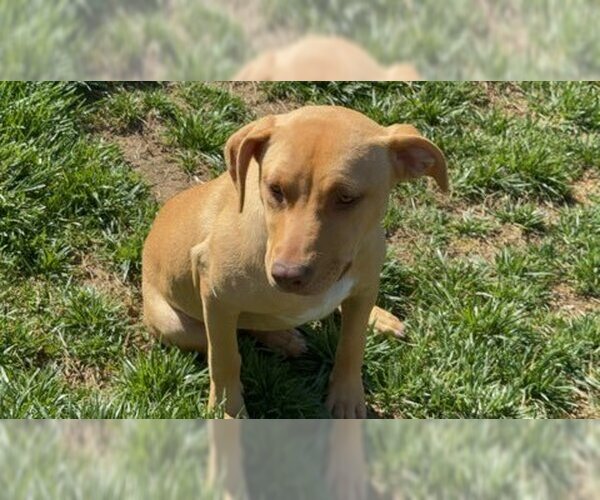Medium Photo #9 American Pit Bull Terrier-Unknown Mix Puppy For Sale in Chester, VA, USA