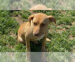 Small #8 American Pit Bull Terrier Mix