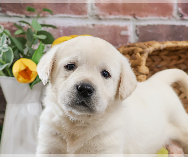 Medium Photo #2 Labrador Retriever Puppy For Sale in SYRACUSE, IN, USA
