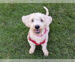 Small #1 Poodle (Miniature) Mix