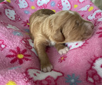 Small Photo #1 Goldendoodle Puppy For Sale in PALMDALE, CA, USA
