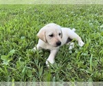 Small #18 Labrador Retriever