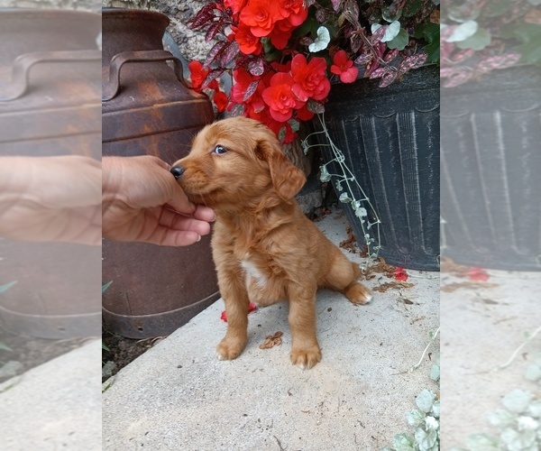 Medium Photo #19 Golden Retriever Puppy For Sale in GREENWOOD, WI, USA