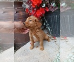 Small Photo #19 Golden Retriever Puppy For Sale in GREENWOOD, WI, USA