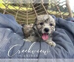 Puppy Chai Havachon