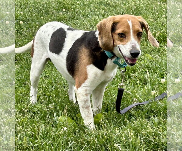 Medium Photo #1 Beagle Puppy For Sale in Batavia, OH, USA