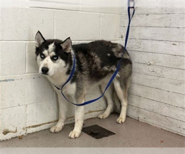 Medium Photo #1 Siberian Husky Puppy For Sale in San Bernardino, CA, USA