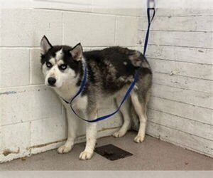 Siberian Husky Dogs for adoption in San Bernardino, CA, USA