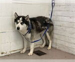 Small Siberian Husky