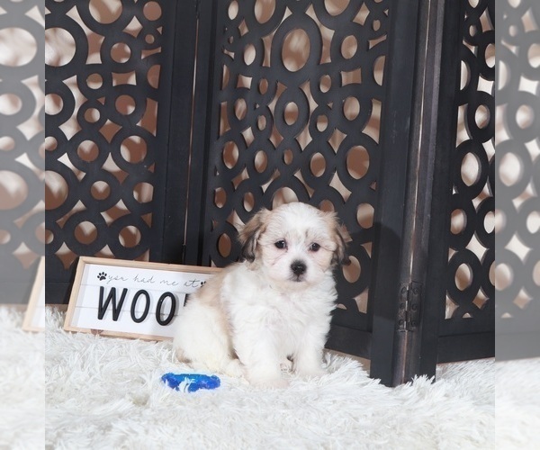 Medium Photo #3 Zuchon Puppy For Sale in MOUNT VERNON, OH, USA