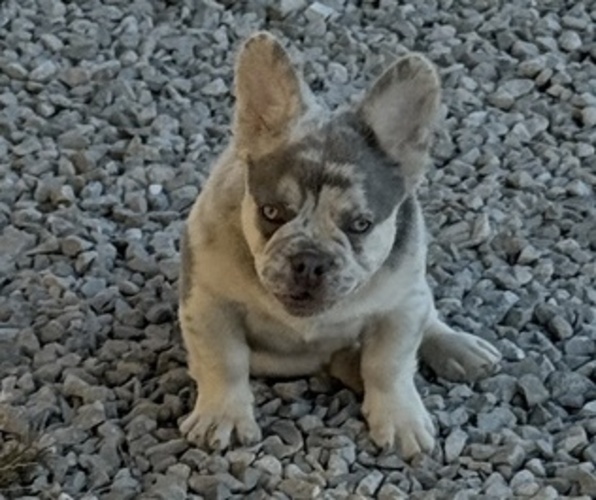 Medium Photo #1 French Bulldog Puppy For Sale in MONROEVILLE, OH, USA