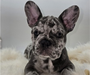 French Bulldog Puppy for sale in SPRINGFIELD, OR, USA