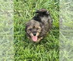 Small #2 Poovanese