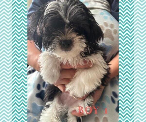 Medium Photo #3 Japanese Chin-Shorkie Tzu Mix Puppy For Sale in FALL CREEK, WI, USA