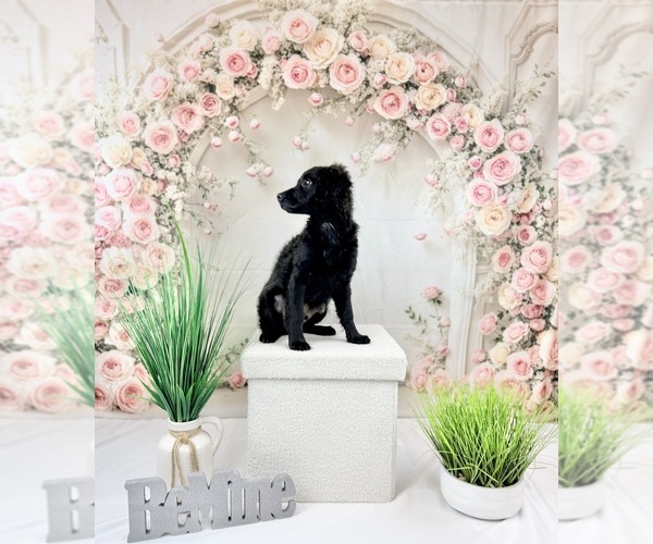 Medium Photo #5 Goldendoodle-Poovanese Mix Puppy For Sale in EVANS, GA, USA