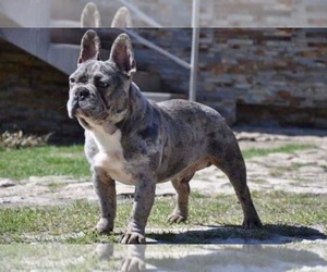 Father of the French Bulldog puppies born on 02/05/2022