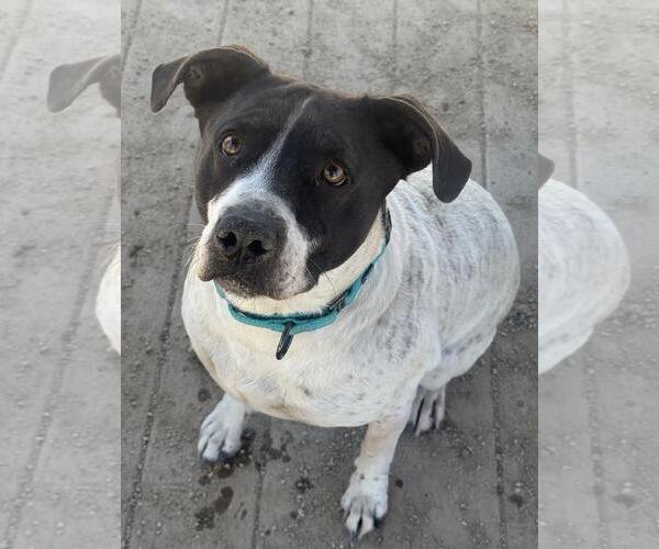 Medium Photo #1 Mutt Puppy For Sale in Incline Village, NV, USA