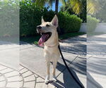 Small #1 American Pit Bull Terrier-Huskies  Mix