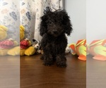Yorkipoo puppie - Male Yorkipoo Puppy for Sale - Photo #6