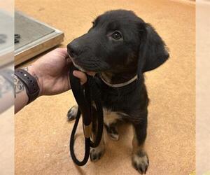 Siberian Husky-Unknown Mix Dogs for adoption in Martinez, CA, USA