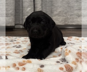 Medium Labrador Retriever