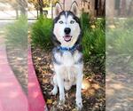 Small #2 Siberian Husky