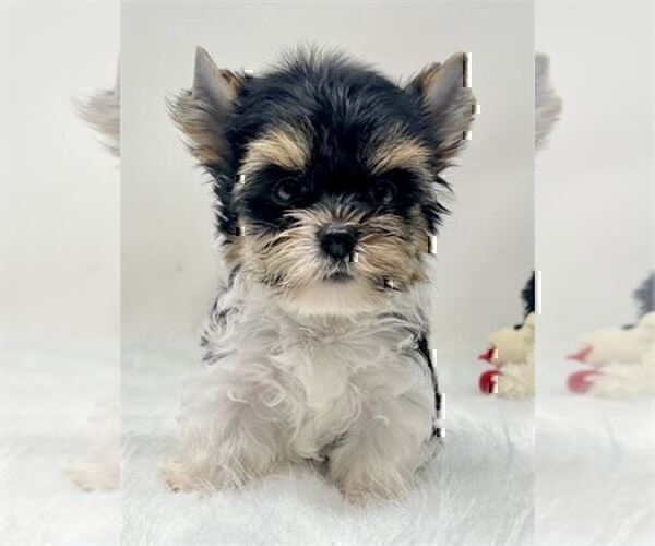 Medium Photo #18 Yorkshire Terrier Puppy For Sale in BEVERLY HILLS, CA, USA