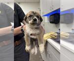 Small Great Pyrenees Mix