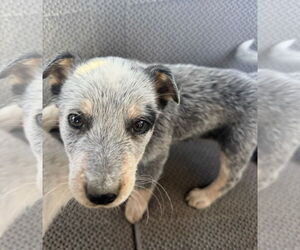 Australian Shepherd-Unknown Mix Dogs for adoption in Grafton, WI, USA