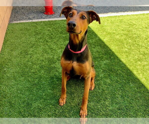 Medium Photo #1 Doberman Pinscher-Unknown Mix Puppy For Sale in Moreno Valley, CA, USA