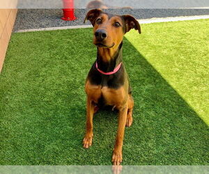 Doberman Pinscher-Unknown Mix Dogs for adoption in Moreno Valley, CA, USA