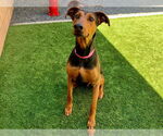 Small Doberman Pinscher Mix