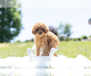 Medium Cavapoo